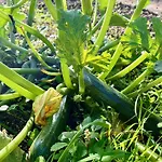 招待所 Aux Agapanthes, D'hotes Charentaises De Charme Avec Piscine Aumagne