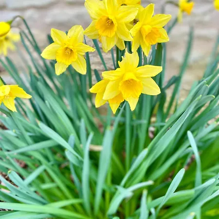 招待所 Aux Agapanthes, D'hotes Charentaises De Charme Avec Piscine 3*