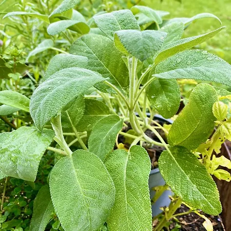 Aux Agapanthes, D'hotes Charentaises De Charme Avec Piscine 3* Aumagne