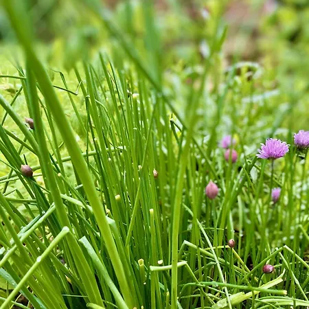 Aux Agapanthes, D'hotes Charentaises De Charme Avec Piscine 招待所 3*