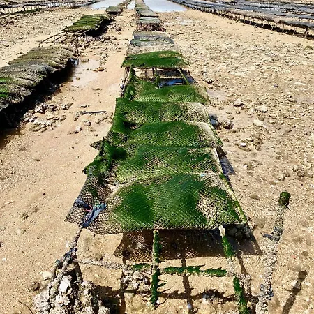 招待所 Aux Agapanthes, D'hotes Charentaises De Charme Avec Piscine 3*