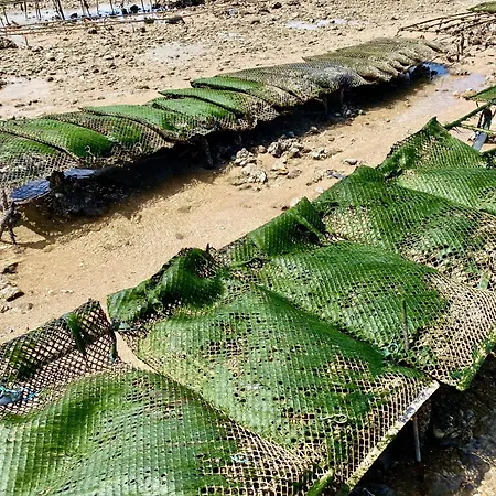 Aux Agapanthes, D'hotes Charentaises De Charme Avec Piscine 招待所