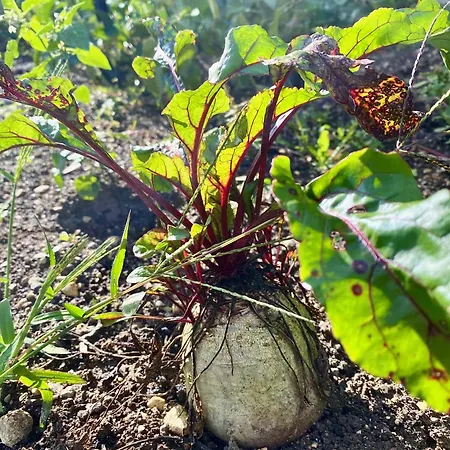 招待所 Aux Agapanthes, D'hotes Charentaises De Charme Avec Piscine 3*