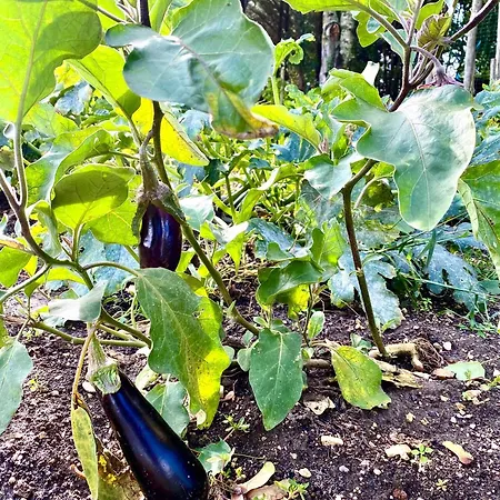 Aux Agapanthes, D'hotes Charentaises De Charme Avec Piscine 3* Aumagne
