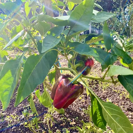 招待所 Aux Agapanthes, D'hotes Charentaises De Charme Avec Piscine 3*