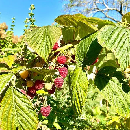 Aux Agapanthes, D'hotes Charentaises De Charme Avec Piscine