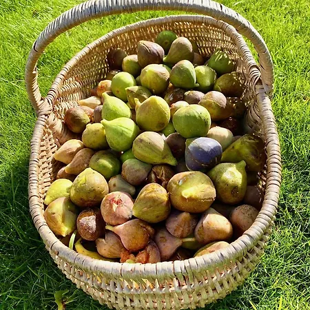 Aux Agapanthes, D'hotes Charentaises De Charme Avec Piscine 招待所 3*